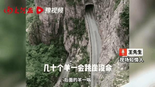 离奇!近百只山羊集体跳崖坠亡 离奇!近百只山羊集体跳崖坠亡