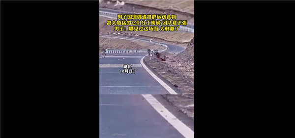 甘肃国道上司机偶遇狼群运送食物 网友直呼：团队协作强到让人惊叹