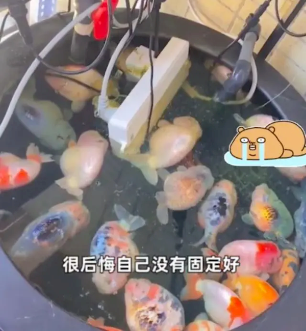 电插排掉进鱼缸26条金鱼被煮熟 主人：水都是烫的