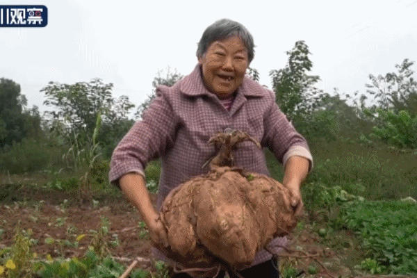 四川阿姨挖出30斤巨无霸红薯：仅用有机肥浇灌