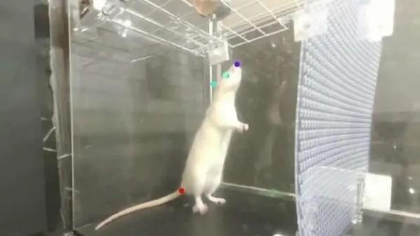 研究表明老鼠天生会跳舞：其节奏取决于大脑反应速度