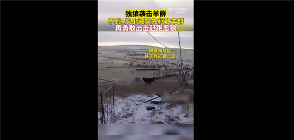 独狼袭击羊群被不到1岁藏獒赶跑