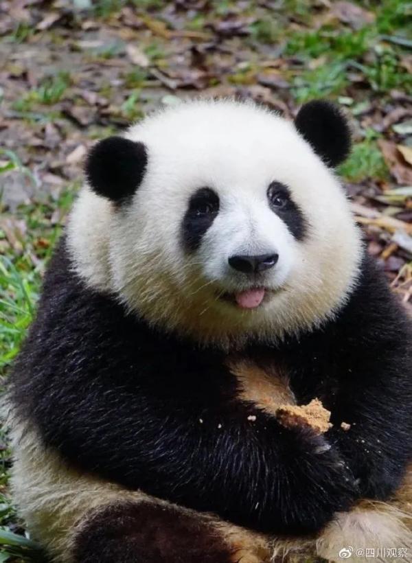 代表回应花花成网红熊猫：这是好事啊