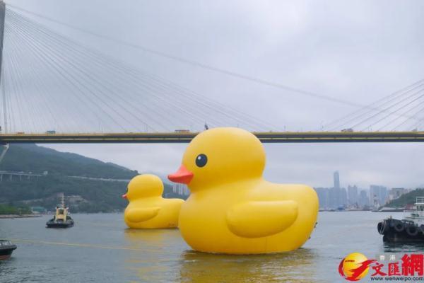 时隔10年大黄鸭再次抵港：次惊喜加倍，来了两只