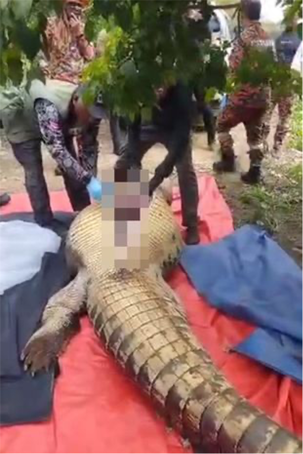 马来西亚一鳄鱼胃惊现失踪老人遗骸 吞食邦萨的“凶手”长超4米，重达600公斤