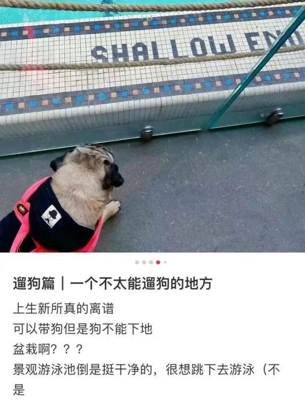 上海网红街区规定引争议 有“毛孩子”的主人表示：一肚子气，以后再也不带狗来！