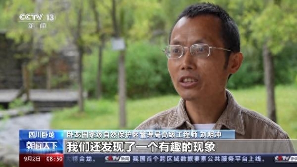 “卸了妆”的国宝竟然是个boy？我国首只白色野生大熊猫最新研究来了