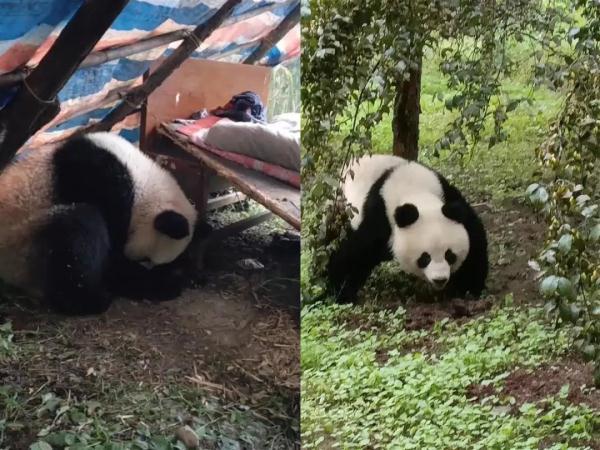 溜进村民家中躲雨大熊猫疑有肝脏损伤，正在救助站进行治疗