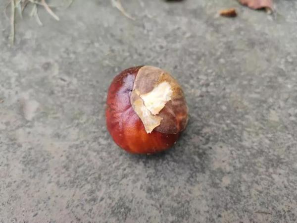 街头“高仿”版板栗成熟 有毒勿食！严重者或致死