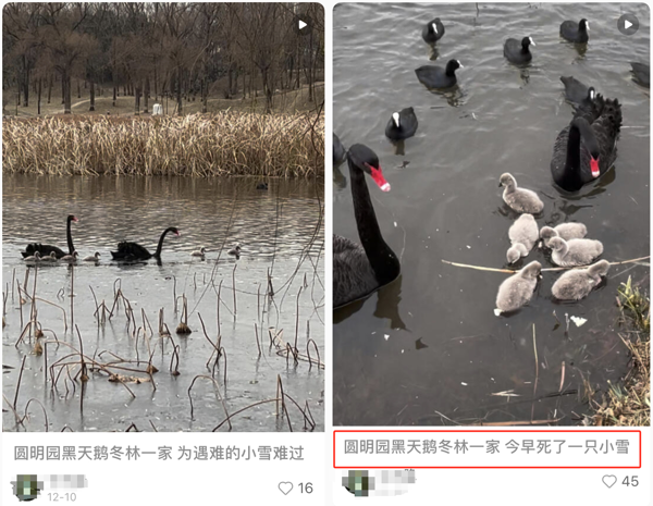 圓明園黑天鵝幼鵝不幸夭折官方回應愛護野生動物要保持理性