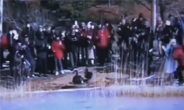游客用食物引诱天鹅上冰 圆明园小天鹅被迫走冰致脚蹼溃烂