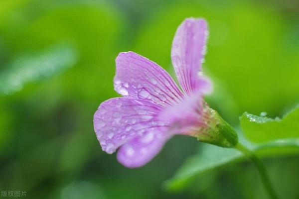 今日出九九 “出九三天雨,，農(nóng)夫跑斷腿” 春耕時(shí)節(jié)話旱澇