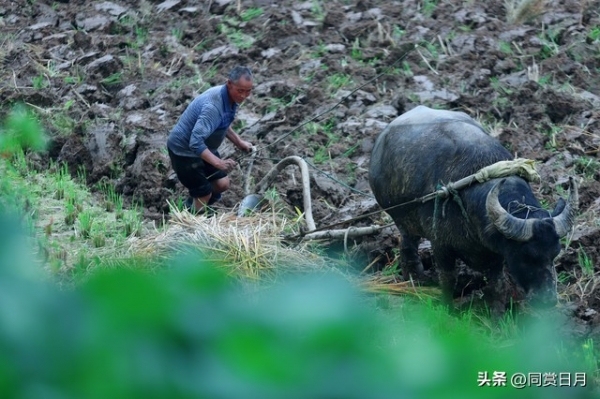 “不怕二月十九雨，就怕二月十九晴”,！