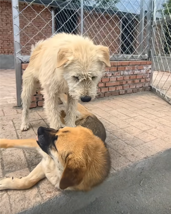 中國下司犬外網(wǎng)爆火 海外粉絲狂熱追捧