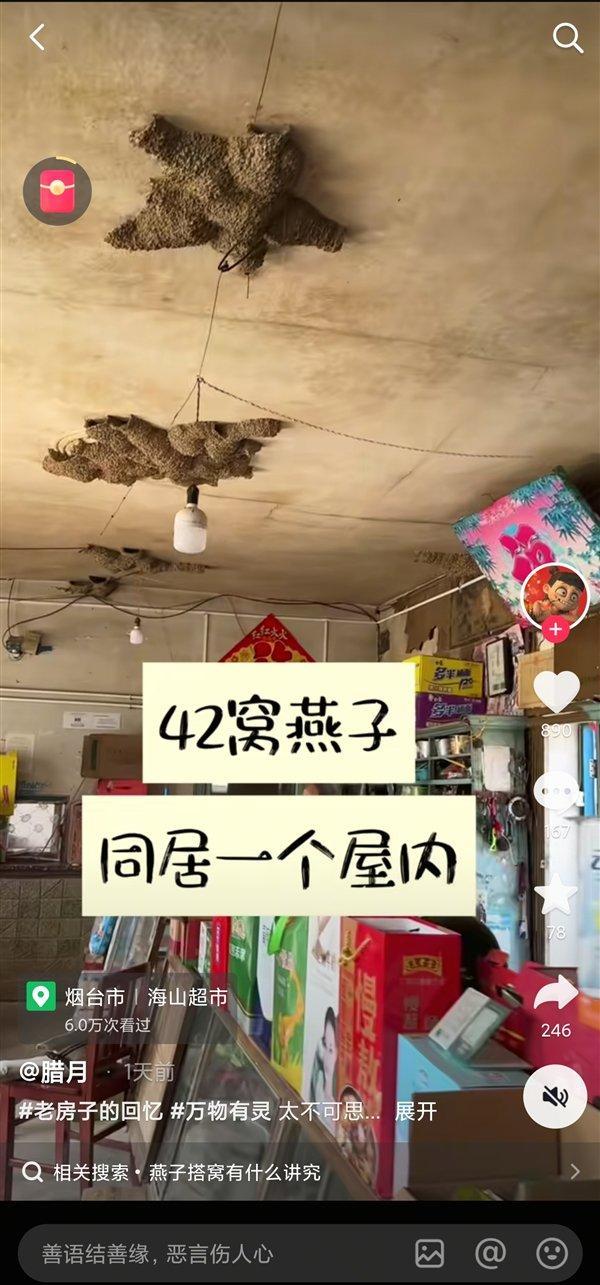 30年內(nèi)42窩燕子在店內(nèi)筑巢 店主暖心守護(hù)