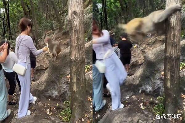 女子用香蕉与景区猴子互动被踢