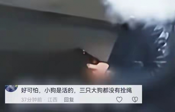 兩大型犬撕咬流浪狗 疑似犬主不制止