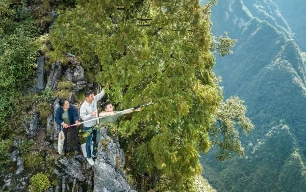 “植物界大熊猫”崖柏在渝扎根繁衍 从濒危到重生跨越