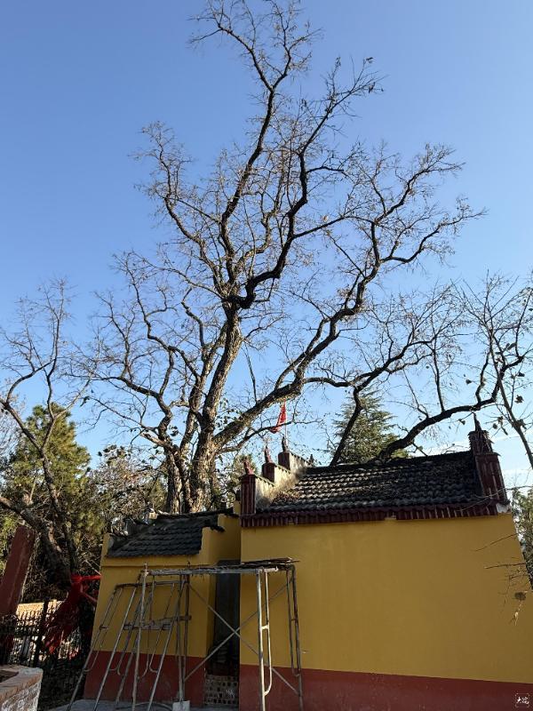 安徽一村90岁以上老人超百位 长寿村的秘密