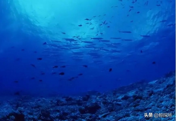 我國科學(xué)家重要發(fā)現(xiàn)或顛覆經(jīng)典理論！海洋里竟然藏著一個瞞了全人類近百年的