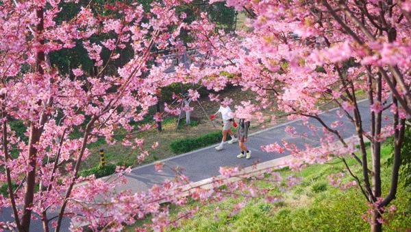 樱花开了 粉色旋风席卷江城