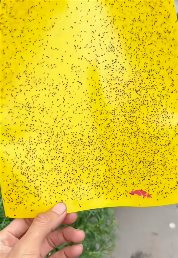 提醒！最近少穿这三种衣服出门 防蓟马叮咬