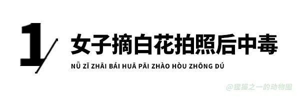 女生拍照时沾到夹竹桃中毒过敏 年年科普仍中招