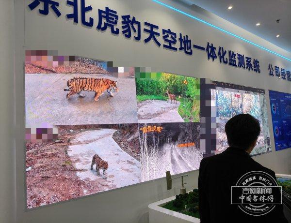 探访东北虎豹国家公园 科技守护野生家园