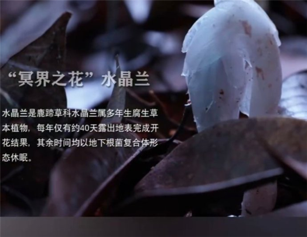 机器狗第1次进哀牢山就拍到冥界之花 科考新突破