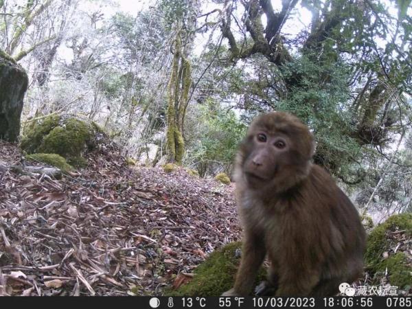 西藏色季拉山发现雪豹、白颊猕猴等多种珍稀野生动物