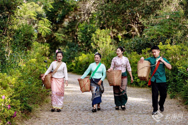 采摘茶叶 胡妤雅 摄