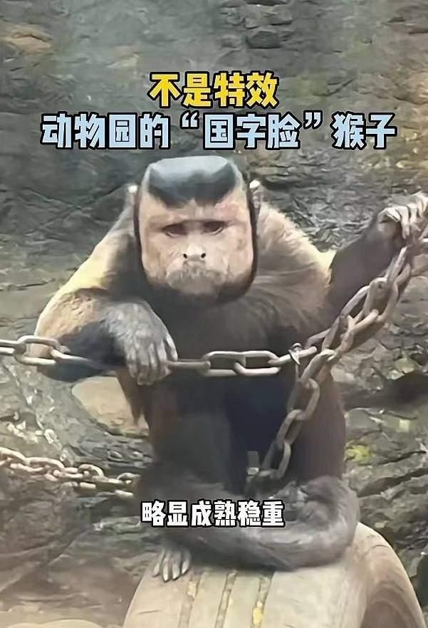 动物园一猴子长着国字脸络腮胡