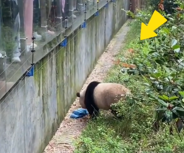 以为是天降“笋笋”，大熊猫捡到游客的伞还给撑开了