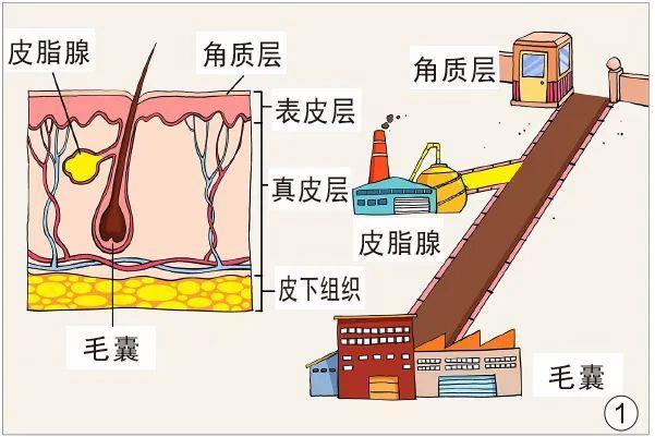 為什么青春沒了痘還在