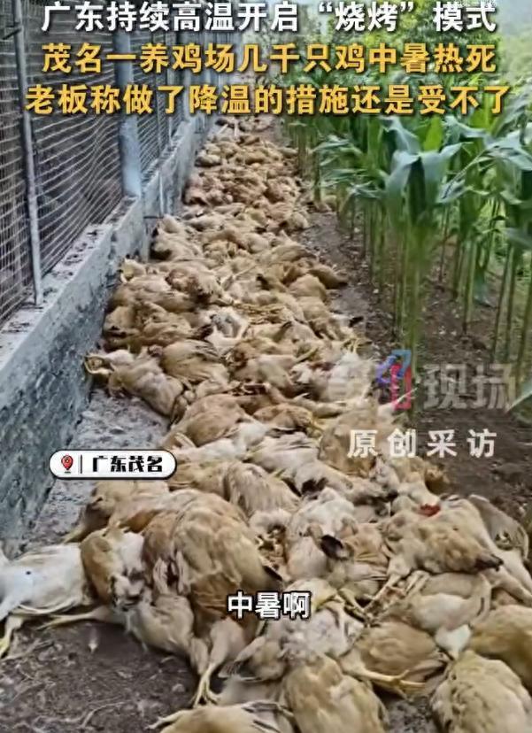 广东一养鸡场几千只鸡被热死