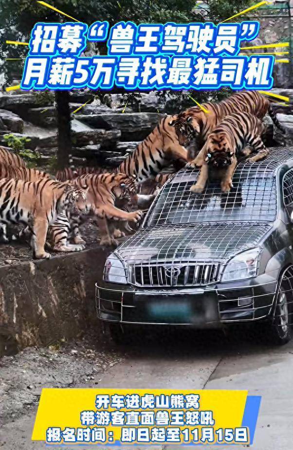 野生动物园月薪5万招聘猛兽区司机