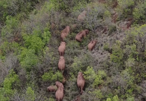 云南北迁象群仍在昆明 离群独象距离象群10公里