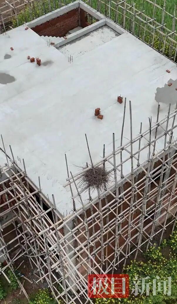 七旬老人停工半年只为守护一窝喜鹊