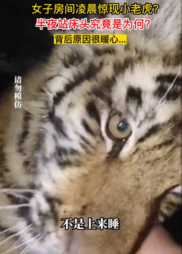 女子房间凌晨惊现小老虎，