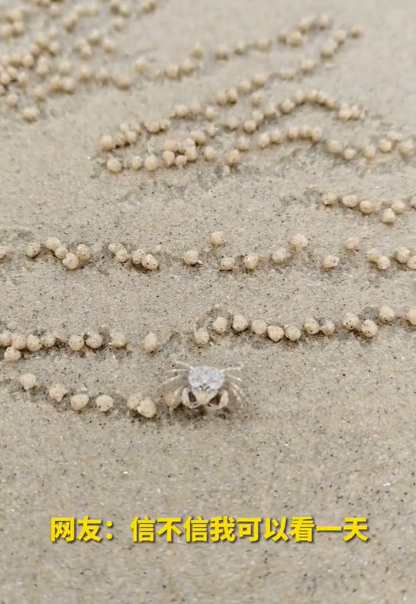 游客偶遇小螃蟹“包汤圆”手速还挺快 网友：让它去上班捏肉丸