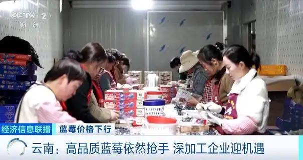 蓝莓价格大跳水了 “按桶论斤”卖成新趋势