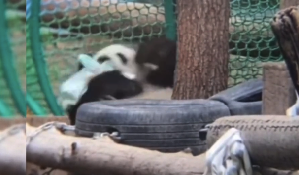 毛巾让熊猫萌兰气质改变成“搓澡大爷” 网友：整活还得看咱么么儿