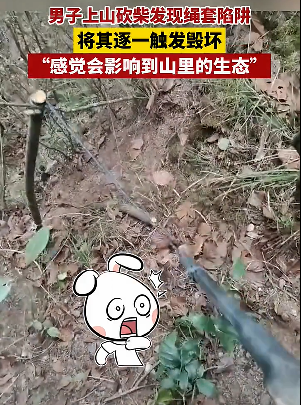 这类绳套陷阱一般用来捕捉野鸡,兔子等小型野生动物,但仍对人存在安全