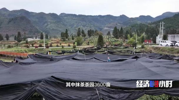 中國(guó)是全球最大的抹茶生產(chǎn)國(guó),！全國(guó)四分之一的抹茶產(chǎn)自這里