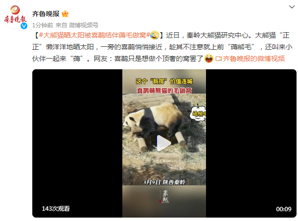 大熊猫晒太阳被喜鹊薅毛 这波操作把山上的笋都夺完了 