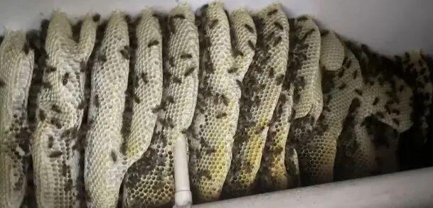 男子停车未关窗蜜蜂筑起蜂巢 短短十余分钟