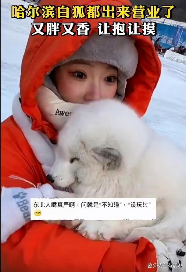 白狐都出来营业了!哈尔滨东北小雪狐迷倒游客直呼“好白好软好香”_商业频道_中华网