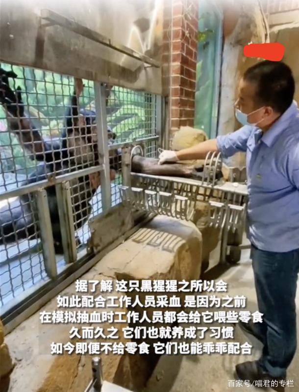 猩猩采完血也会自己按棉签吗 简直太聪明了！