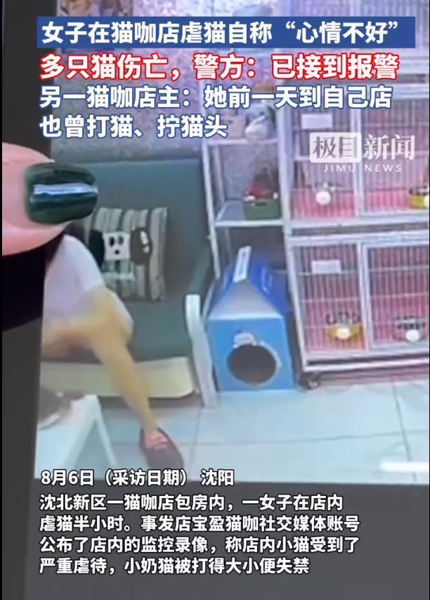 沈阳女子称心情不好虐猫