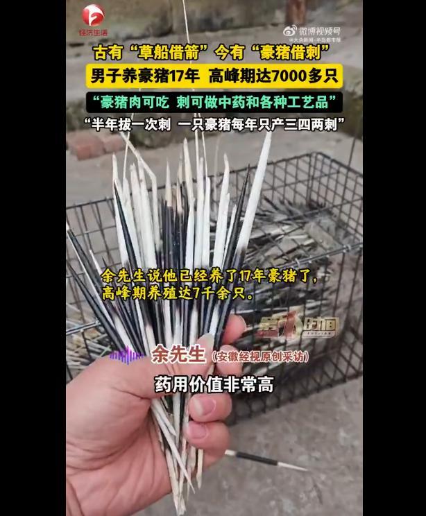 男子养豪猪拔刺一斤卖400元 药用价值高